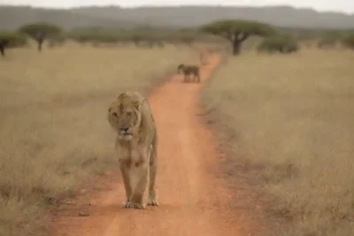 Guía narrando una historia mientras turistas observan animales en un paisaje africano.