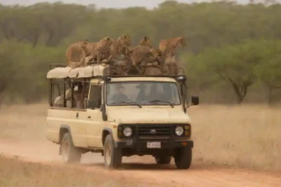 Los turistas en vehículos safari abiertos observando la fauna silvestre en un entorno natural.