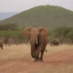 La escena de la vida silvestre en un paisaje africano fuera del sendero