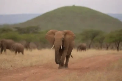 La escena de la vida silvestre en un paisaje africano fuera del sendero
