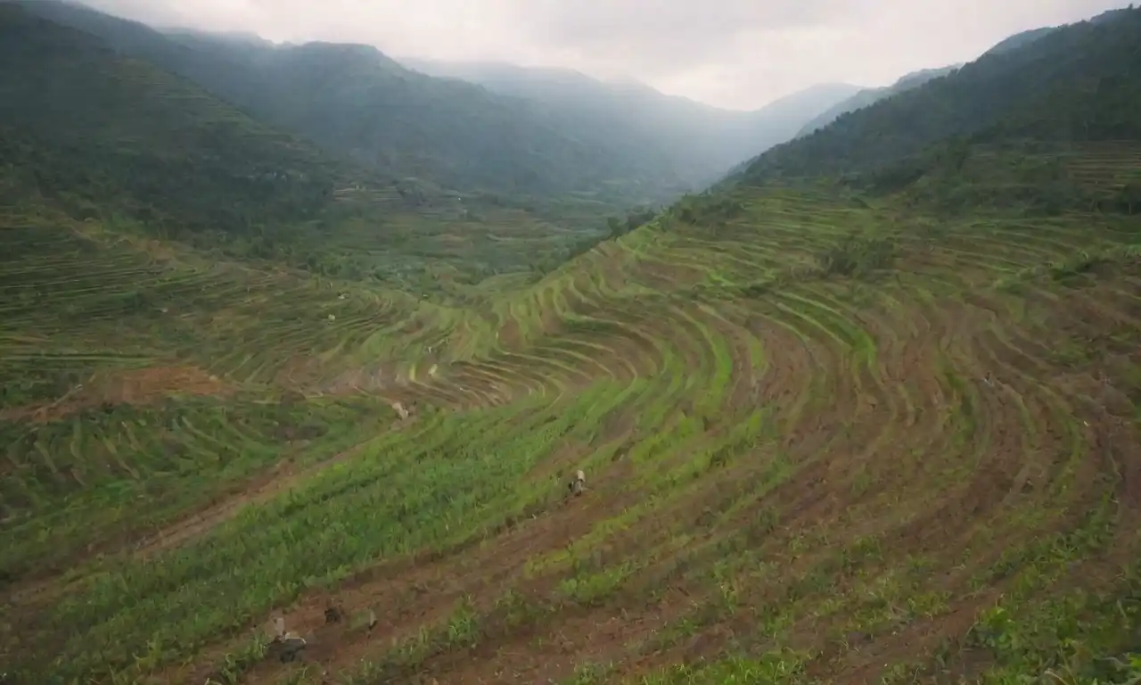 Los agricultores cultivan campos adosados en un paisaje montañoso con diversos cultivos.