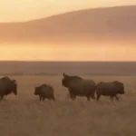Un grupo de animales en movimiento en la vasta sabana