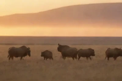 Un grupo de animales en movimiento en la vasta sabana