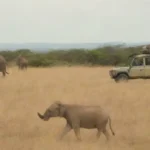 Grupo de turistas observando salvajes en un safari