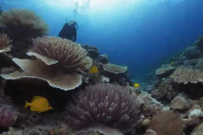 Diversos arrecifes de coral con vida marina colorida y un buceador que explora bajo el agua.