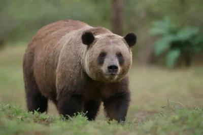 Guía mostrando imágenes de animales salvajes y mapas de la fauna local en un entorno natural.