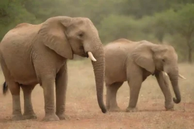 Animales salvajes en un ambiente safari