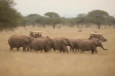 Grupo de personas que disfrutan de un safari